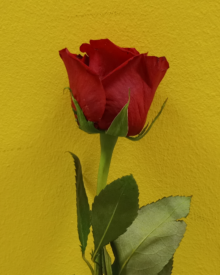 Bona Diada de Sant Jordi!!